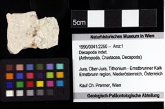 Foto (Objket + Etiketten) von Decapoda indet. 